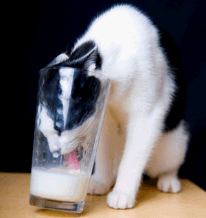 кошка и молоко